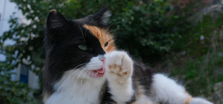 Vertical Living: Why Cats Need High Spaces | PetTrain360 2026